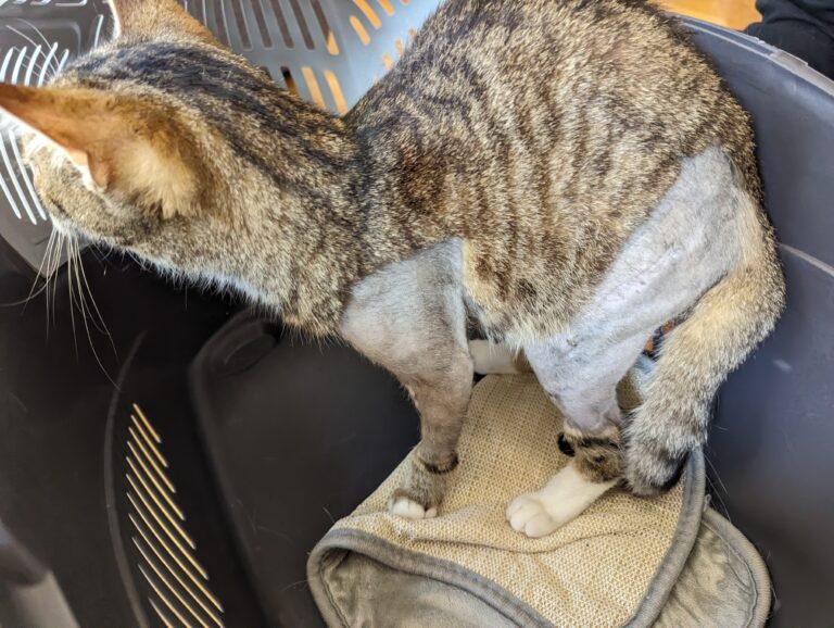 Joanna während der Genesung