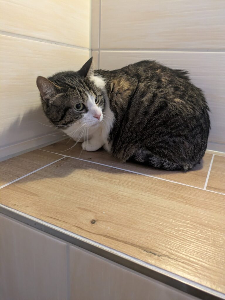 Rajah