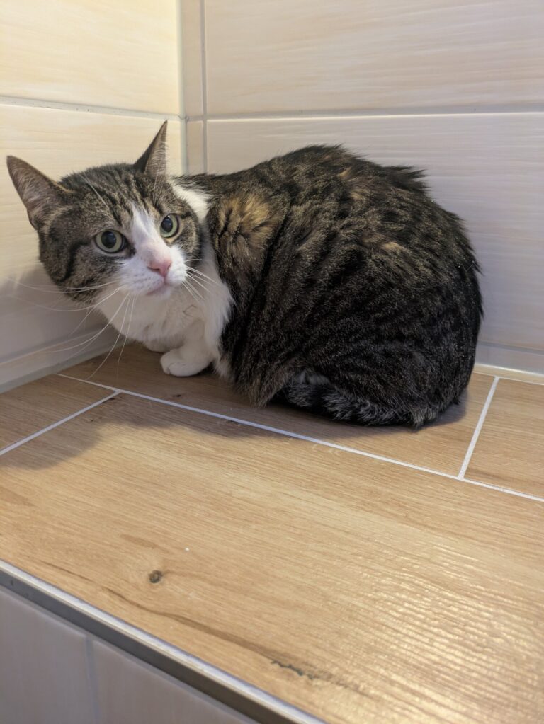 Rajah