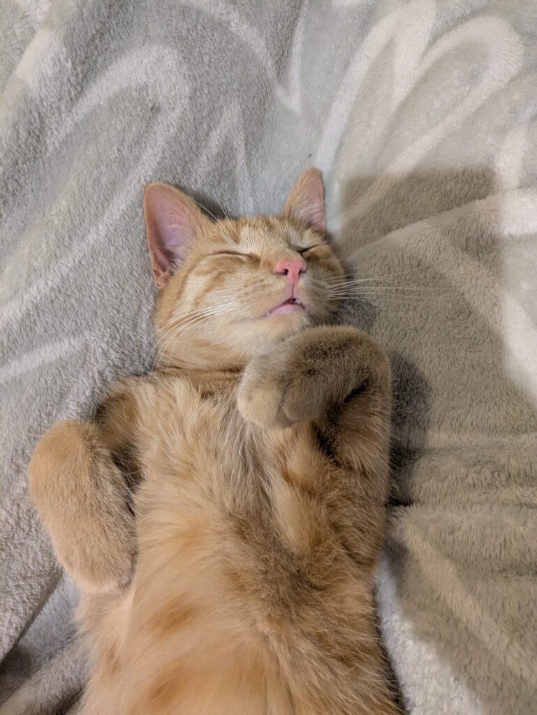 Kleines orangefarbenes Kitten schläft