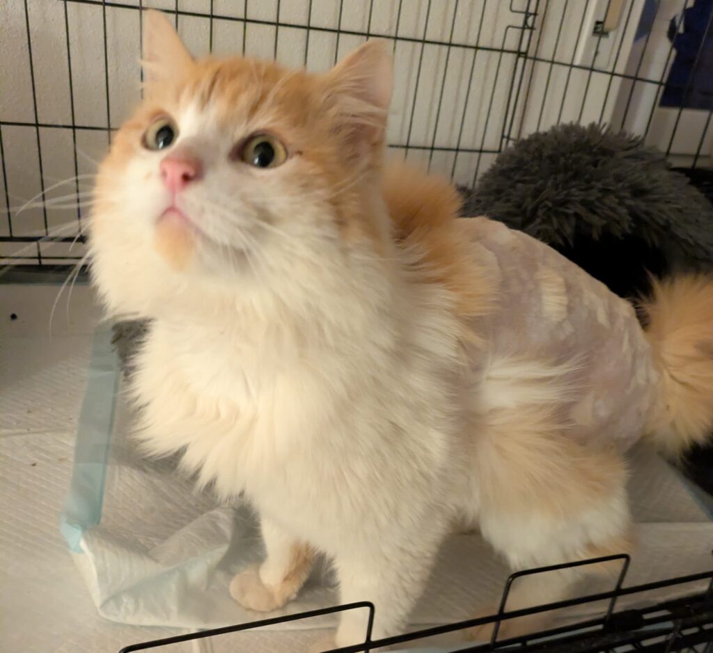 Langhaarkatze nach Tierarzt-Versorgung