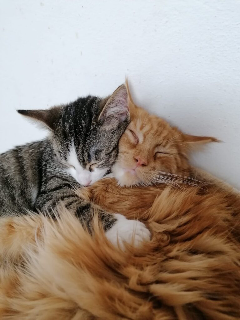 Zwei gerettete Katzen kuscheln zusammen