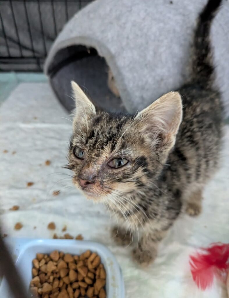 Krankes Fund-Kätzchen beim Aufpäppeln