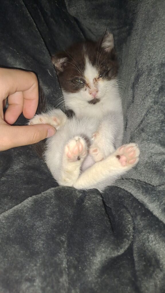 Krankes Kätzchen direkt nach der Aufnahme