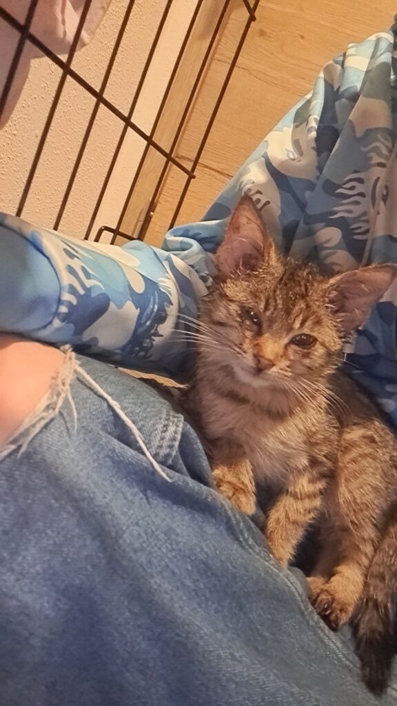 Weiteres Kätzchen beim Aufpäppeln