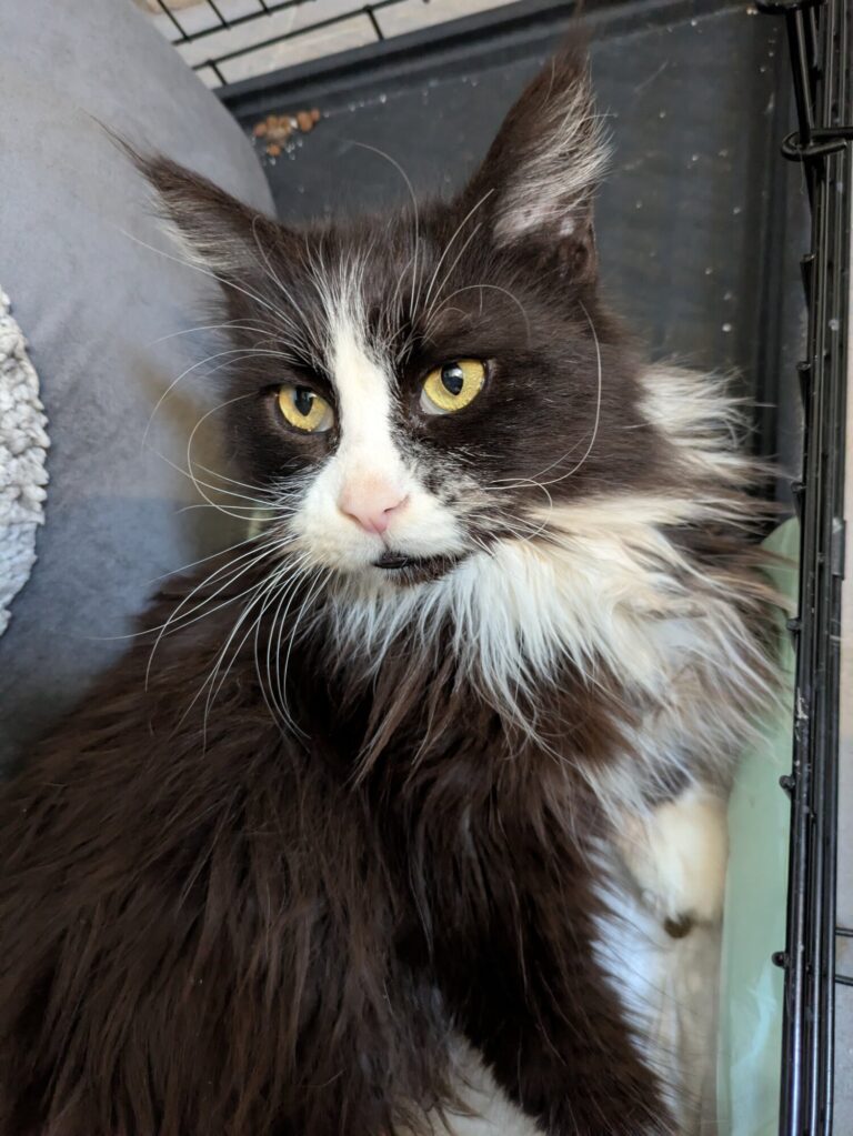 Maggie