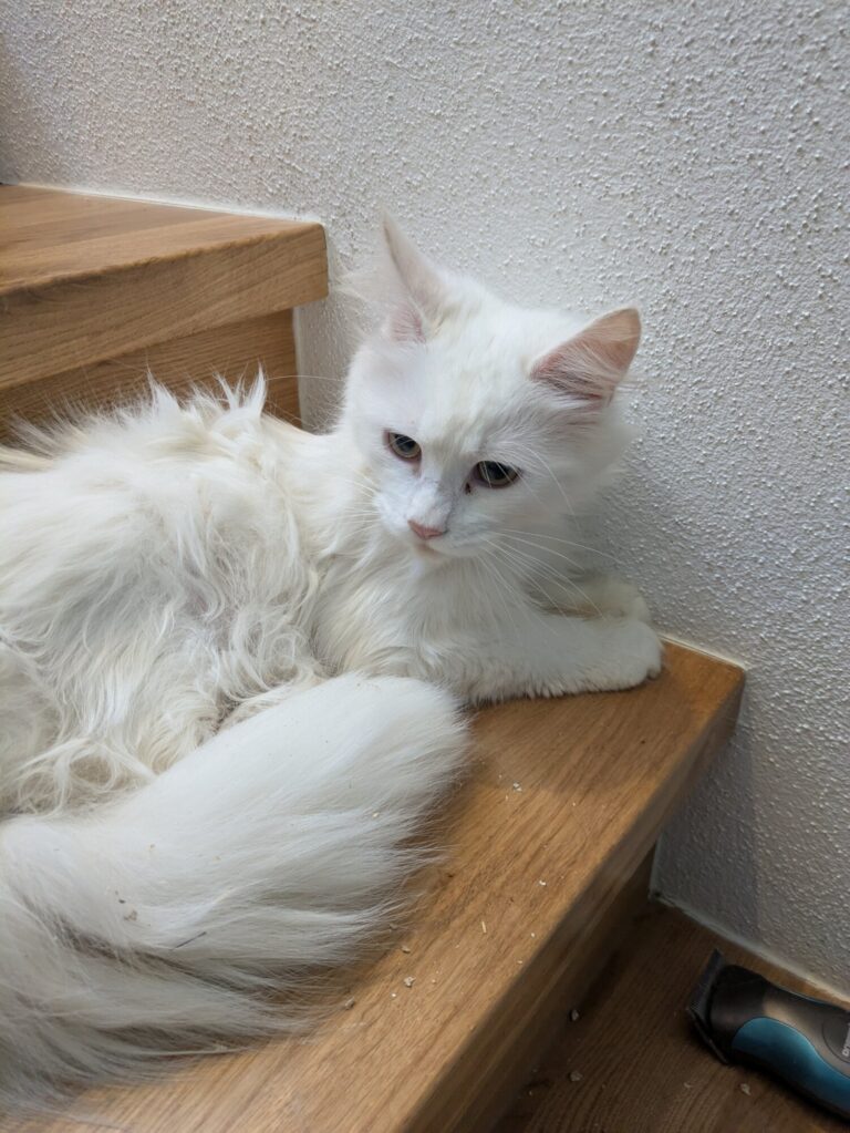 Mia