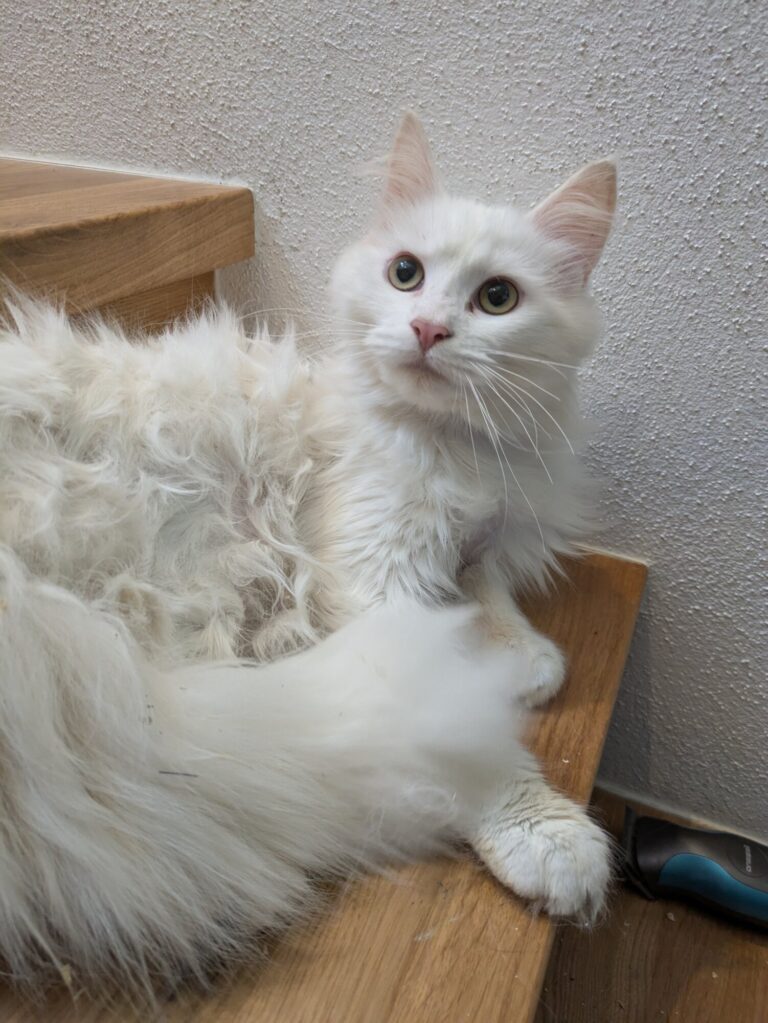 Mia