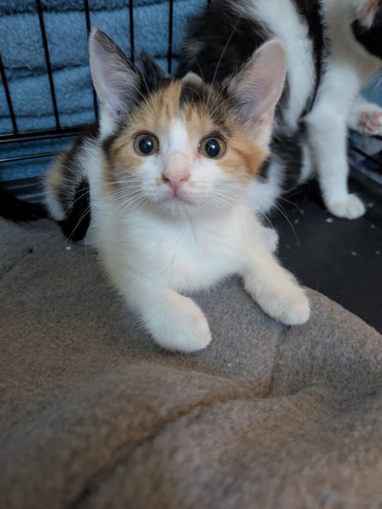 Willow