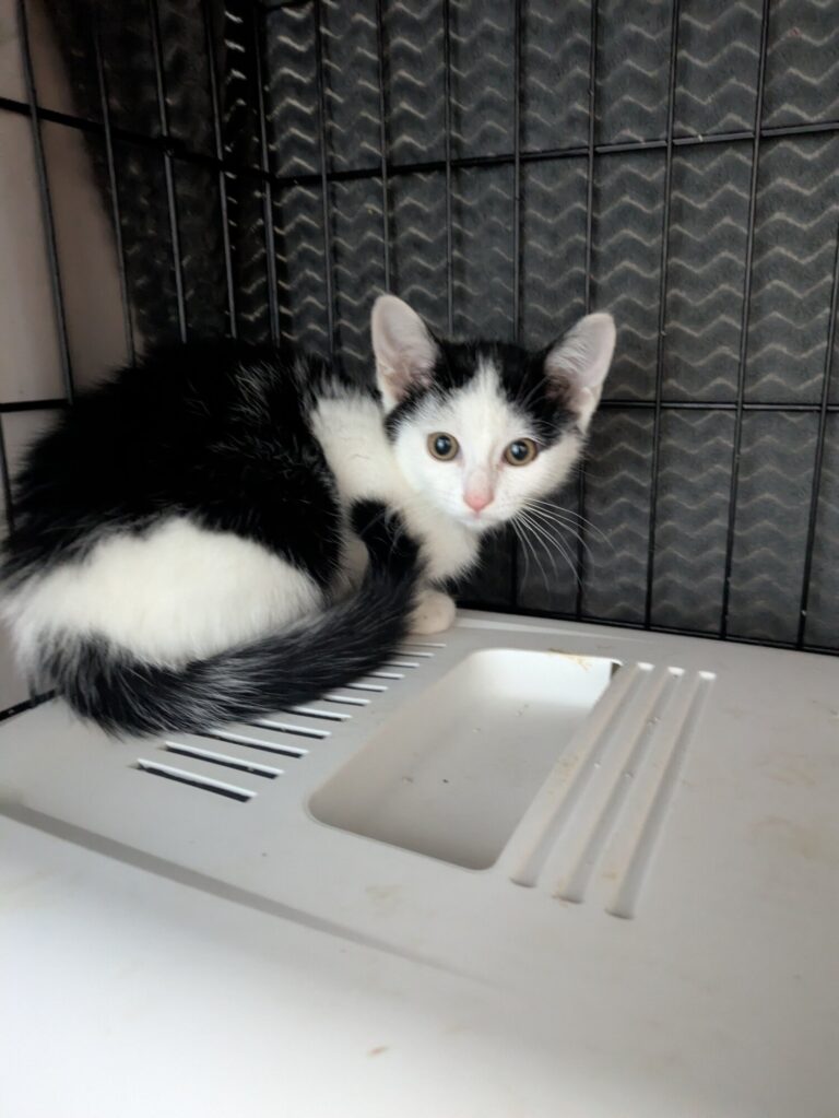 Otti