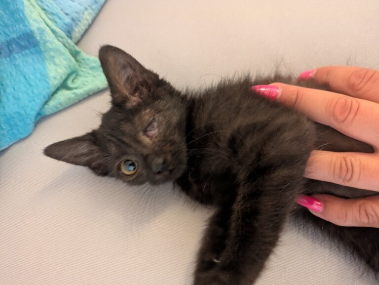 Suri