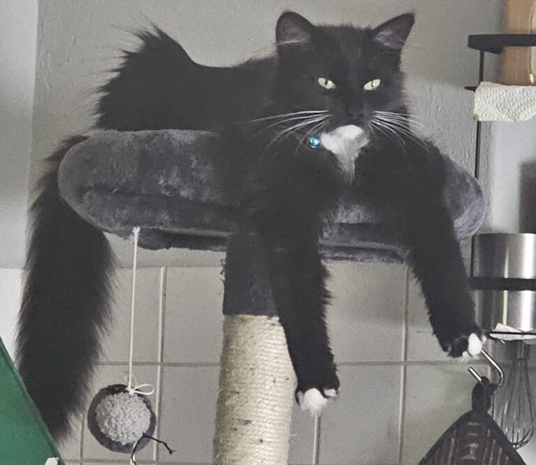 Nala