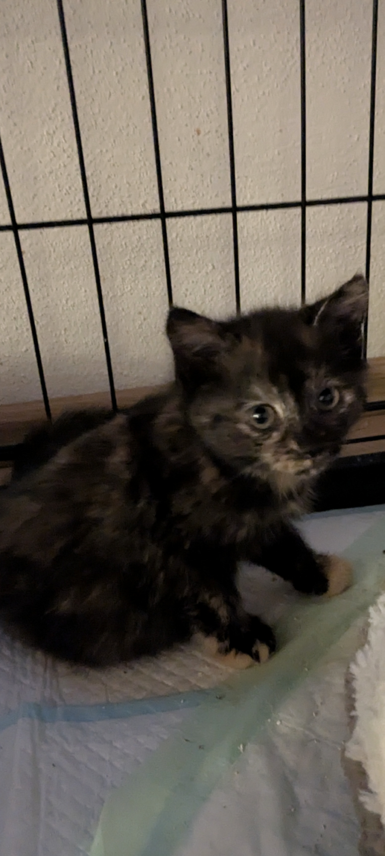 Mimi
